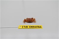 藏品(漢氏東方蟹)的圖片